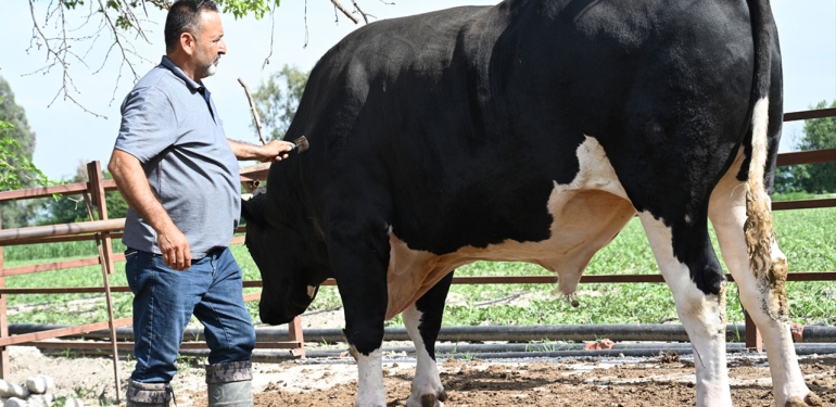 Osmaniye’de 1.2 tonluk kurbanlık alıcısını bekliyor günlük 40 kilogram yem yiyor