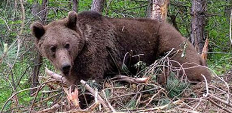Ardahan’da genç Eray’a ayı saldırdı: Hayatını kaybetti