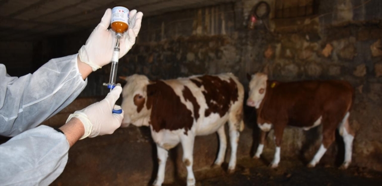 Ardahan’da şap kabusu yaşanıyordu! O ilde vatandaşların sesi yükseldi