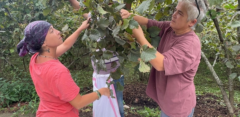 Trabzon ve Giresun’da fındık hasadına başlandı